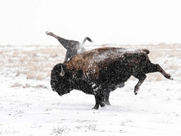 Thomas Vantuycom - Petty Bison (foto © Bernie Duhamel)