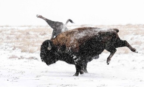 Thomas Vantuycom - Petty Bison (foto © Bernie Duhamel)
